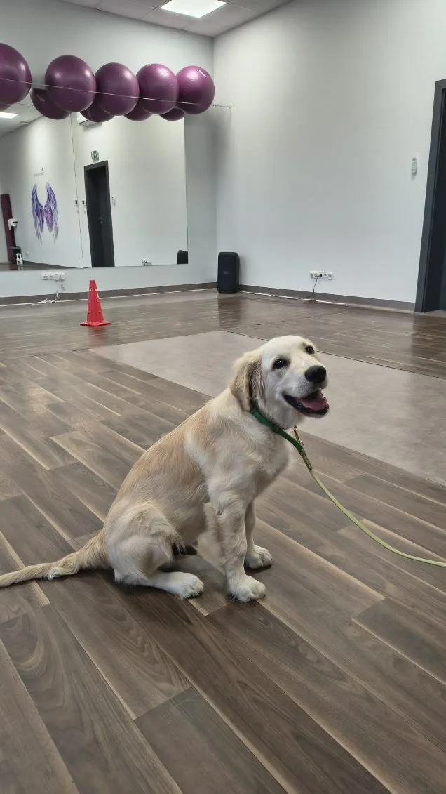 Psie przedszkole Rzeszów, golden retriever na zajęciach w sali